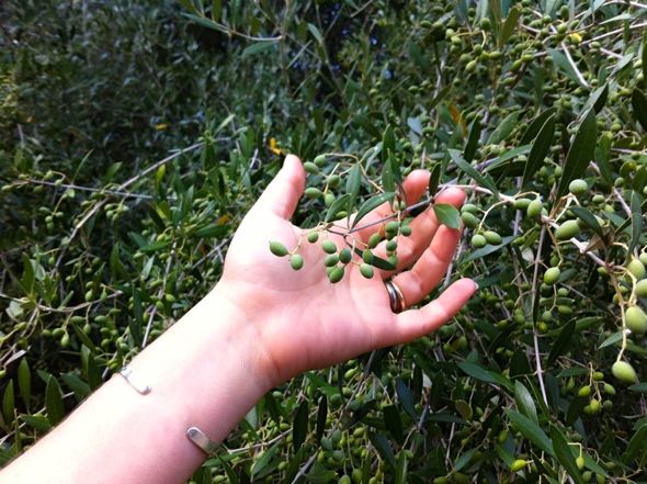 Ancient Sardinian Olive Tree